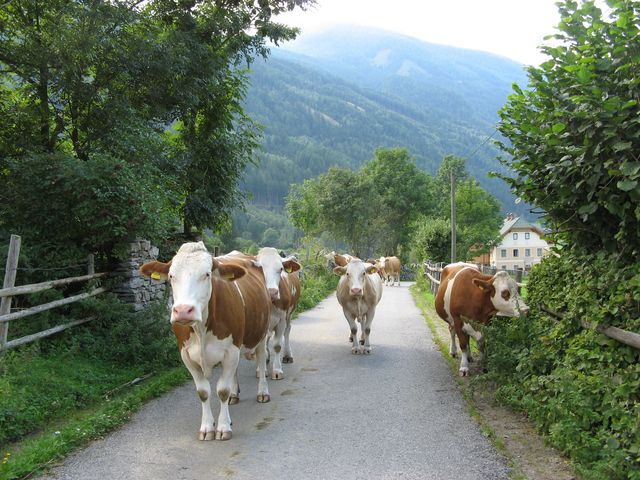 2008_alpy_taury_062.jpg