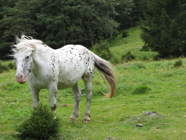 2008_alpy_taury_060.jpg